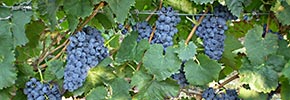 Brachetto grapes